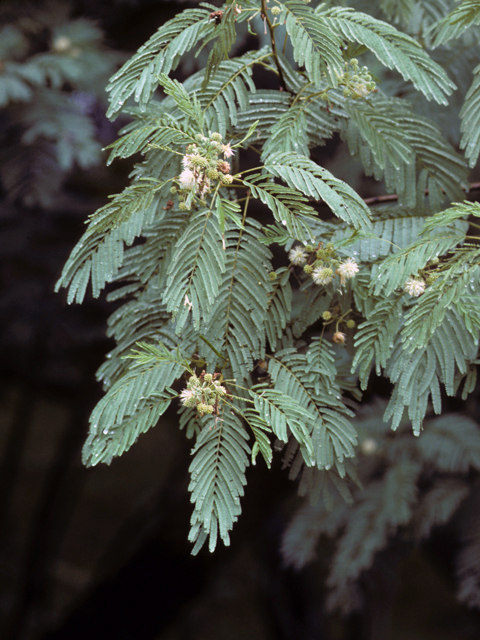 Leucaena pulverulenta (Great leadtree) #23016