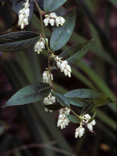 Leucothoe axillaris (Coastal doghobble) #23051