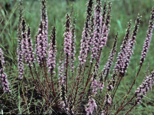 Liatris punctata var. mucronata (Texas gayfeather) #23063