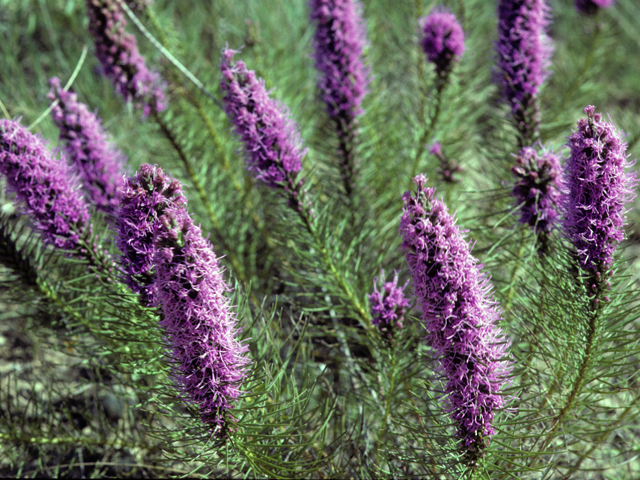 Liatris punctata var. mucronata (Texas gayfeather) #23064