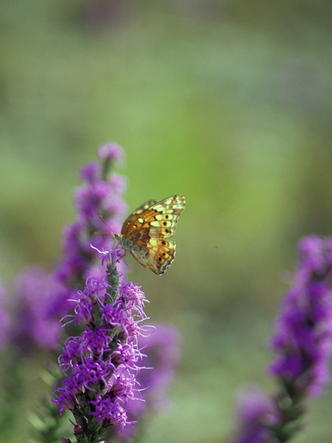 Liatris punctata var. mucronata (Texas gayfeather) #23066