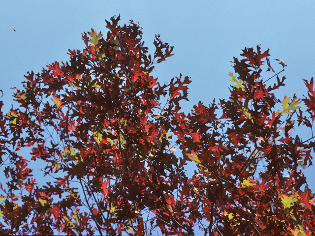 Liquidambar styraciflua (Sweetgum) #23101