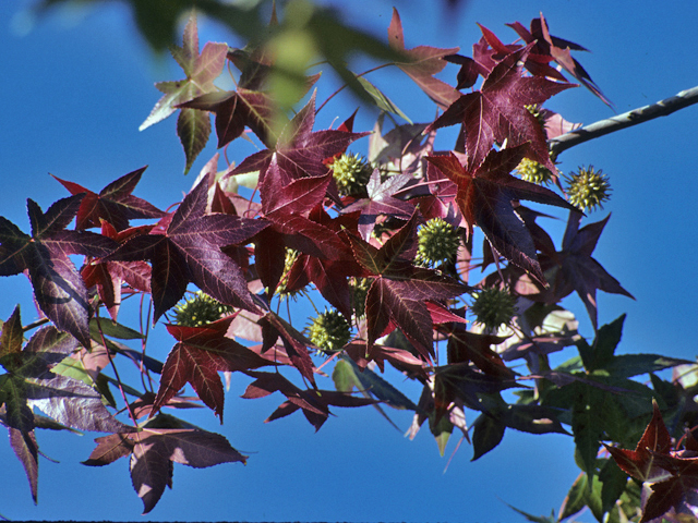 Liquidambar styraciflua (Sweetgum) #23108