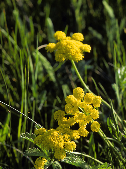 Lomatium ambiguum (Wyeth biscuitroot) #23134