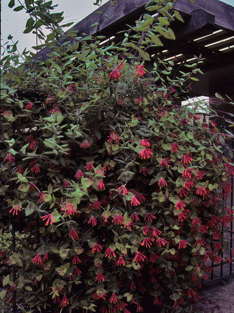 Lonicera sempervirens (Coral honeysuckle) #23145