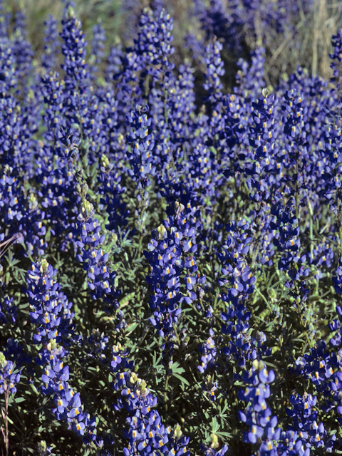 Lupinus sparsiflorus (Mojave lupine) #23163