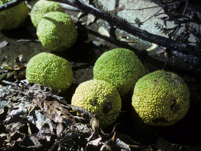 Maclura pomifera (Osage orange) #23212