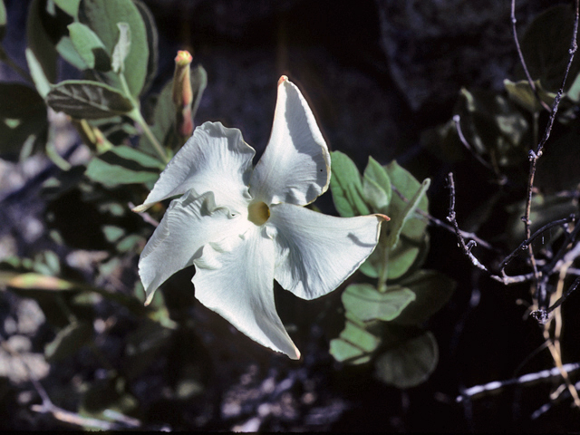 Mandevilla macrosiphon (Plateau rocktrumpet) #23214