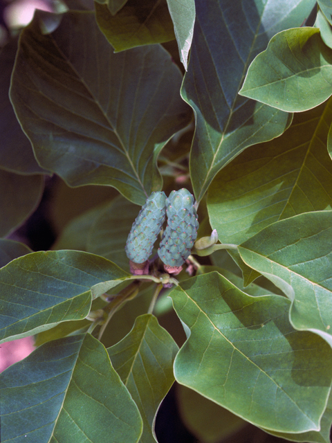 Magnolia acuminata (Cucumbertree) #23218