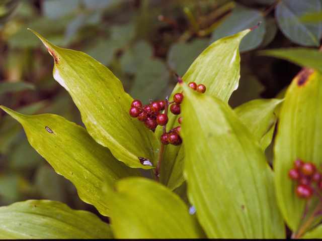 Maianthemum racemosum (Feathery false lily of the valley) #23234