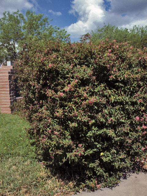 Malpighia glabra (Barbados cherry) #23239