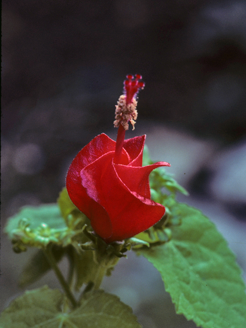 Malvaviscus arboreus var. drummondii (Turk's cap) #23246