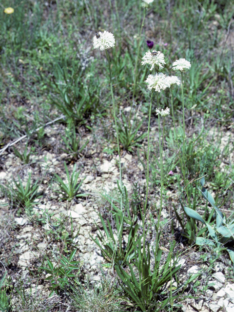 Marshallia caespitosa (Barbara's-buttons) #23250