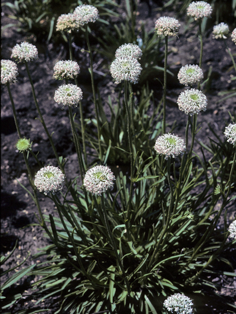 Marshallia caespitosa (Barbara's-buttons) #23251