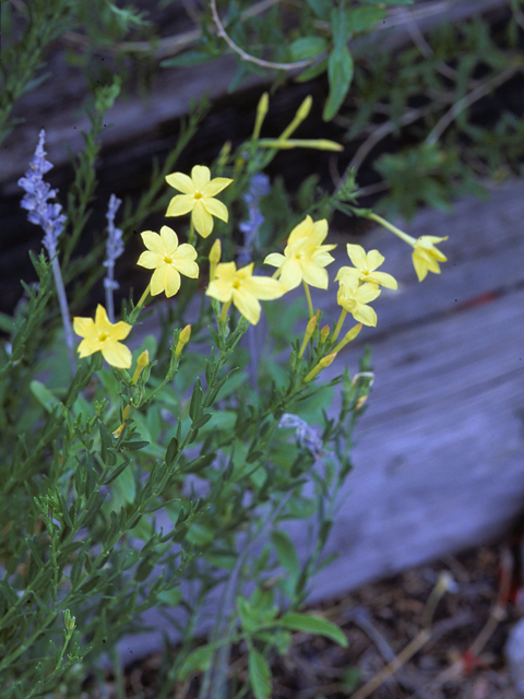 Menodora longiflora (Showy menodora) #23270