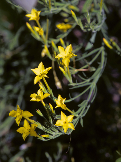 Menodora longiflora (Showy menodora) #23271