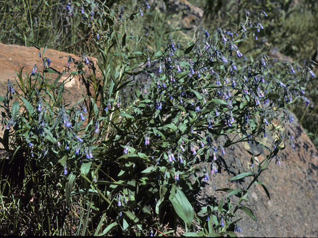 Mertensia franciscana (Franciscan bluebells) #23277