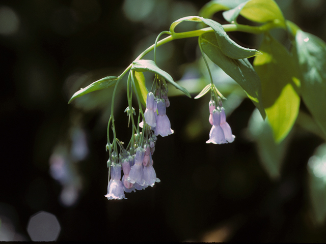 Mertensia franciscana (Franciscan bluebells) #23278