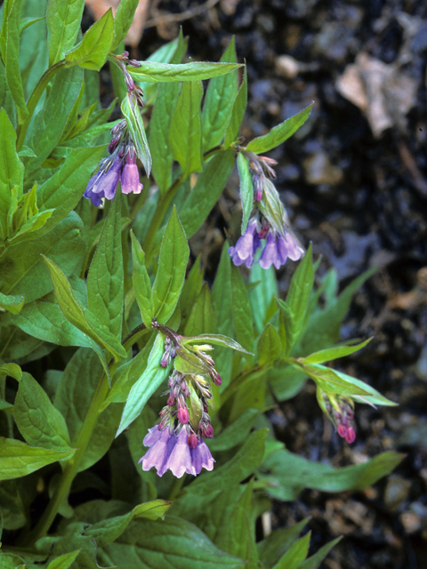 Mertensia franciscana (Franciscan bluebells) #23279