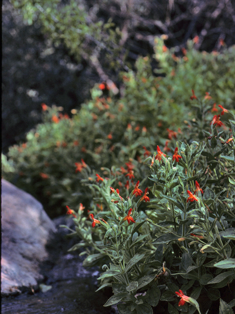 Mimulus cardinalis (Scarlet monkeyflower) #23293