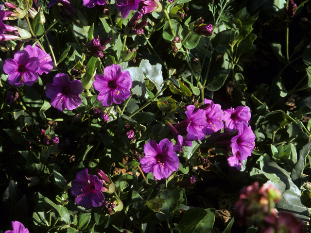 Mirabilis multiflora (Colorado four o'clock) #23295