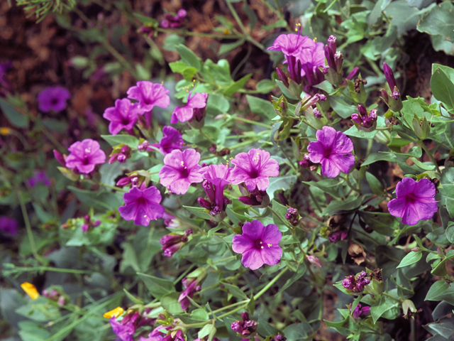 Mirabilis multiflora (Colorado four o'clock) #23296