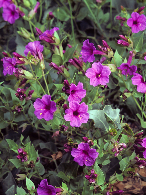 Mirabilis multiflora (Colorado four o'clock) #23297