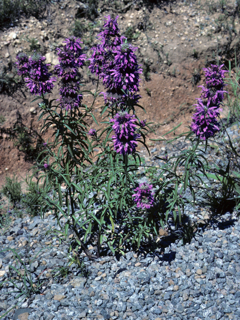 Monarda citriodora (Lemon beebalm) #23303