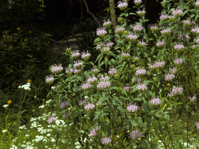 Monarda fistulosa (Wild bergamot) #23312