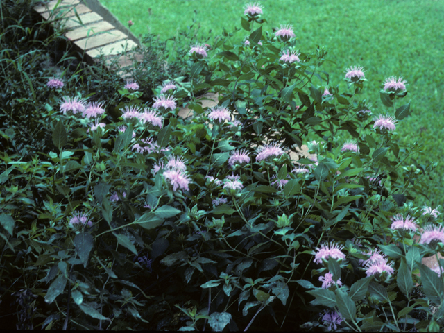 Monarda fistulosa (Wild bergamot) #23313