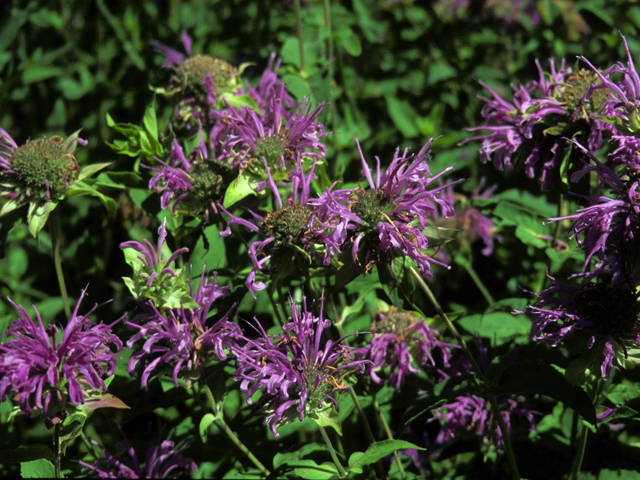 Monarda fistulosa var. menthifolia (Mintleaf bergamot) #23318