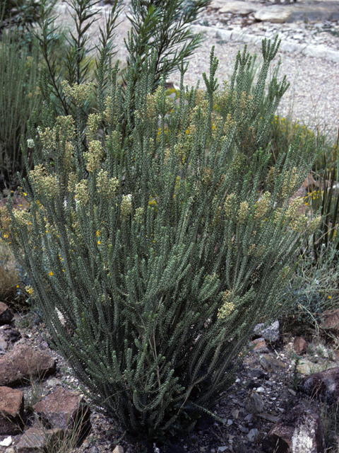 Mortonia scabrella (Rio grande saddlebush) #23324