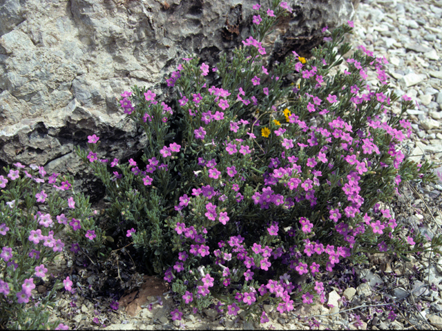 Nama hispidum (Sand bells) #23368