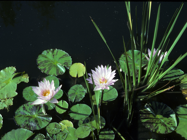 Nymphaea elegans (Tropical royalblue waterlily ) #23403