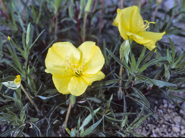 Oenothera macrocarpa ssp. macrocarpa (Bigfruit evening-primrose) #23423