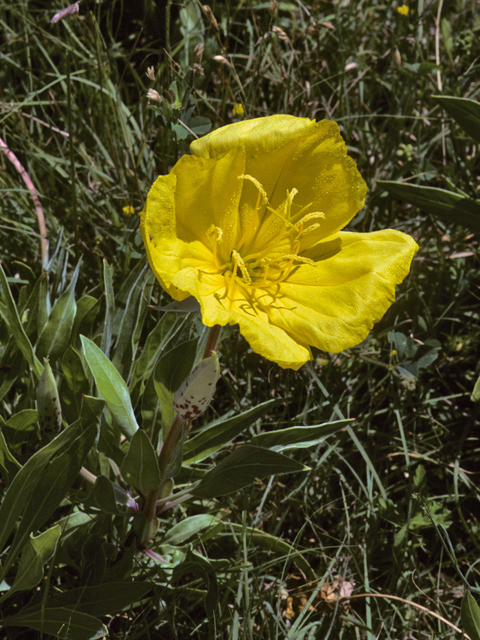 Oenothera macrocarpa ssp. macrocarpa (Bigfruit evening-primrose) #23425