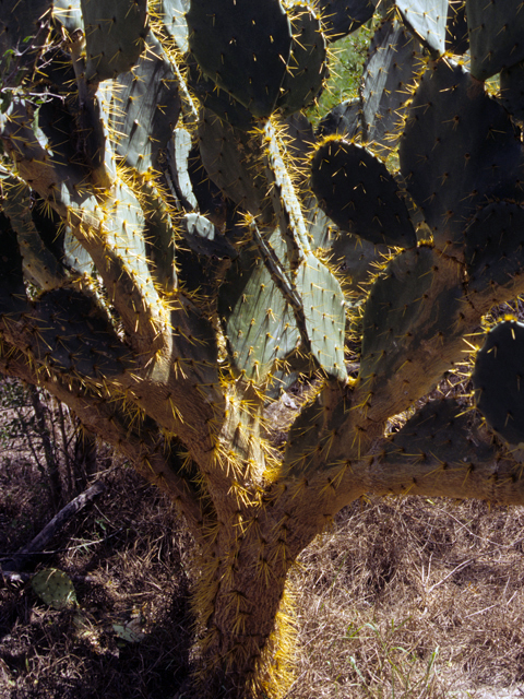 Opuntia engelmannii (Cactus apple) #23473