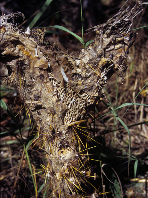 Opuntia engelmannii (Cactus apple) #23474