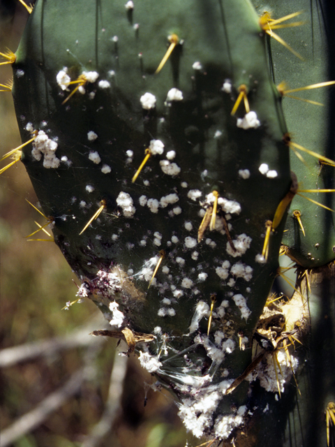 Opuntia engelmannii (Cactus apple) #23476