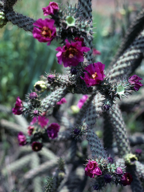 Cylindropuntia imbricata var. imbricata (Tree cholla) #23483