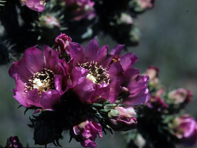 Cylindropuntia imbricata var. imbricata (Tree cholla) #23484