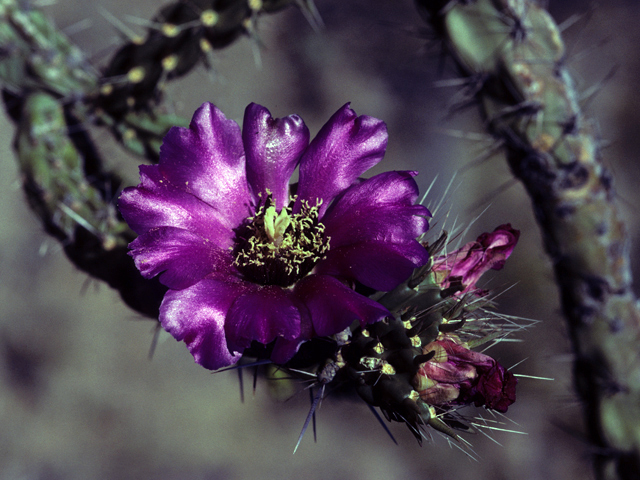 Cylindropuntia imbricata var. imbricata (Tree cholla) #23486