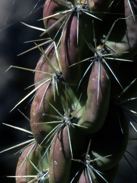 Cylindropuntia imbricata var. imbricata (Tree cholla) #23487