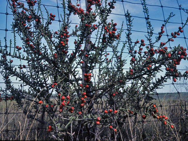 Cylindropuntia leptocaulis (Tasajillo) #23489