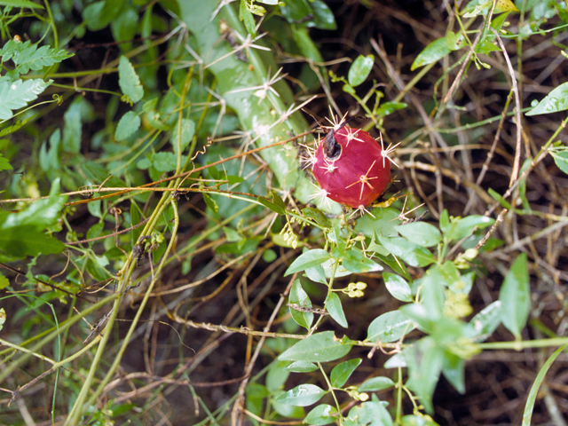 Cylindropuntia leptocaulis (Tasajillo) #23491