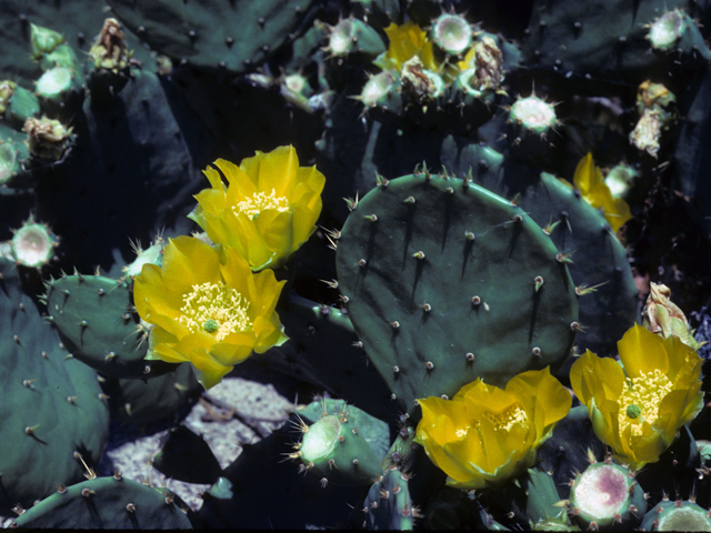 Opuntia phaeacantha (Tulip prickly pear) #23494