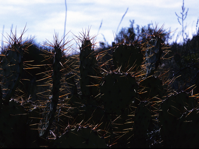 Opuntia phaeacantha (Tulip prickly pear) #23496