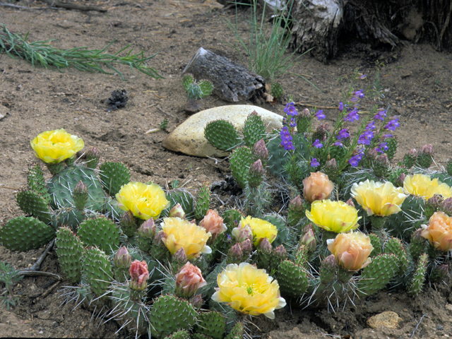 Opuntia polyacantha (Plains prickly pear) #23497