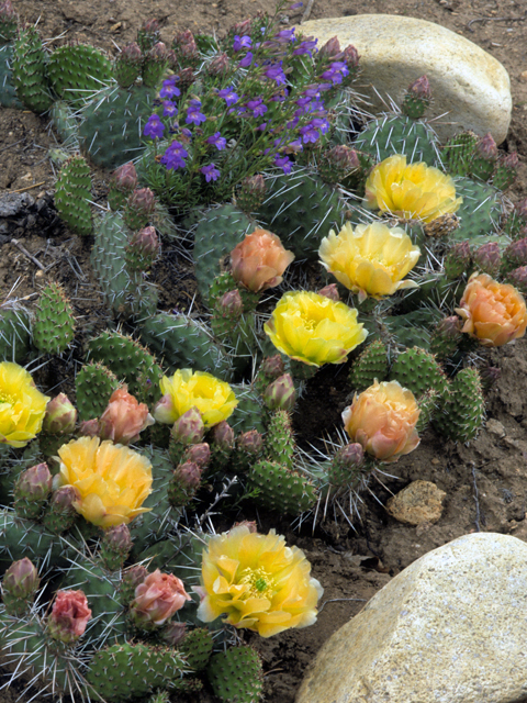 Opuntia polyacantha (Plains prickly pear) #23498