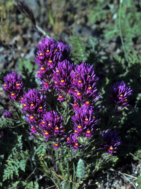 Castilleja exserta ssp. exserta (Purple owl's clover) #23513